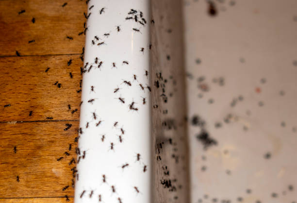 Best Flea Control Services  in Wabasso, FL