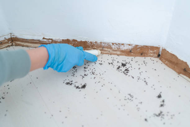 Best Termite Control Services  in Wabasso, FL
