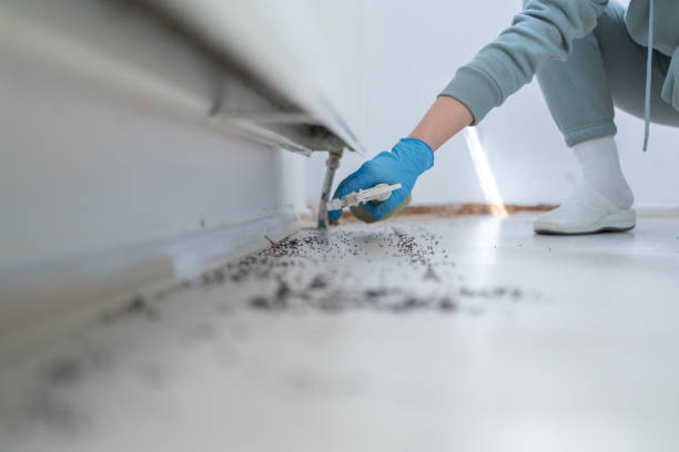 Best Local Pest Control Services  in Wabasso, FL